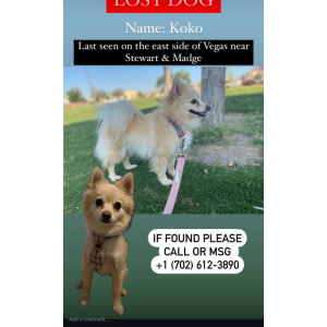 Lost Dog Koko