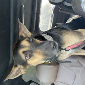 Found Dog Unknown