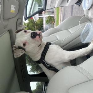 Found Dog Unknown