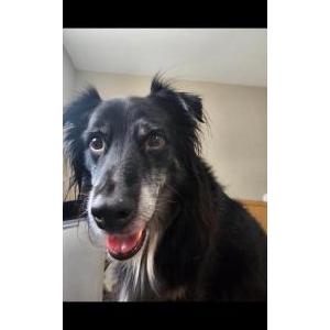 Lost Dog Riddick