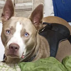 Lost Dog Dukeboy