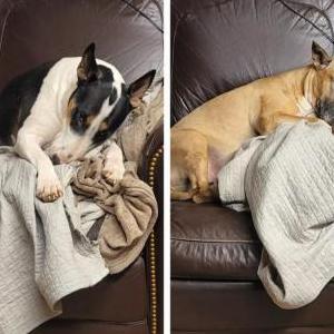 Lost Dog Hilda and Hermoine