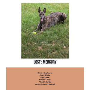 Lost Dog Mercury