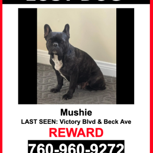 Lost Dog Mushie