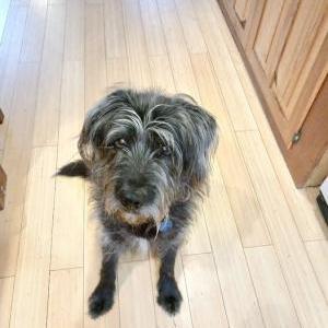 Lost Dog Ribsy