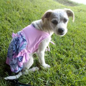 Lost Dog Frankie