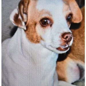 Lost Dog Vida