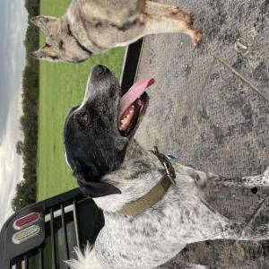 Lost Dog Theo