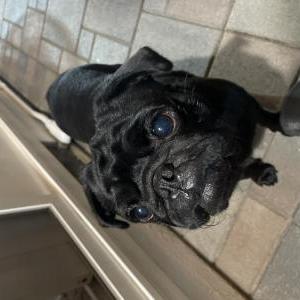 Found Dog Unknown
