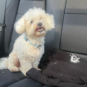 Found Dog Unknown