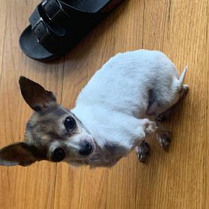 Lost Dog Rogue