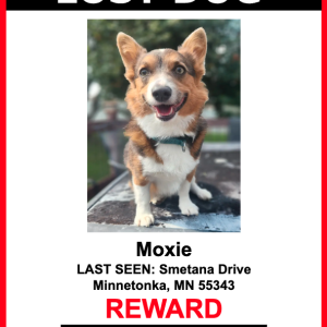 Lost Dog Moxie