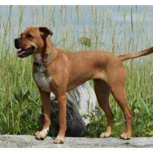 Lost Dog Bertina