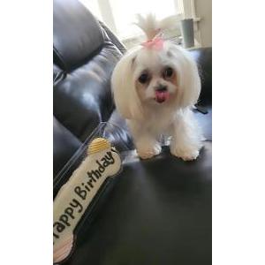 Lost Dog Lulu