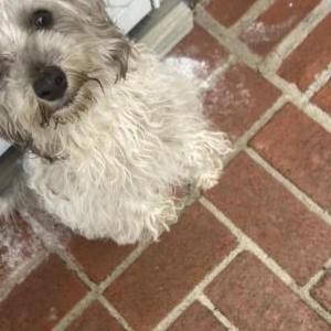 Lost Dog Peluchin
