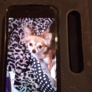 Lost Dog Princess