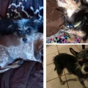 Lost Dog Little Skittles