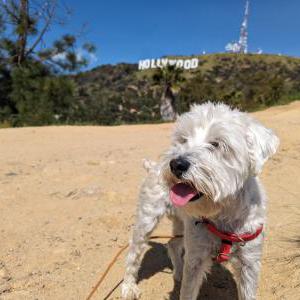 Lost Dog Milky