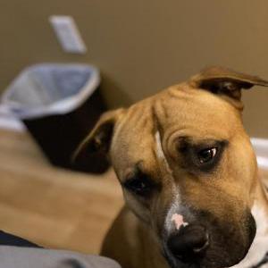 Lost Dog Dominic