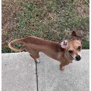 Found Dog Unkknown