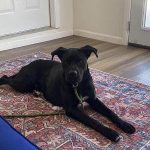 Found Dog Unkown