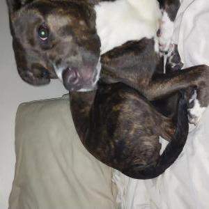 Lost Dog Shiva