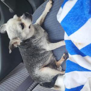 Found Dog Unknown