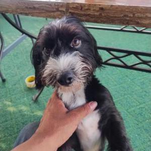 Lost Dog Oreo castillo