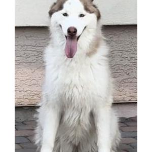 Found Dog Luna