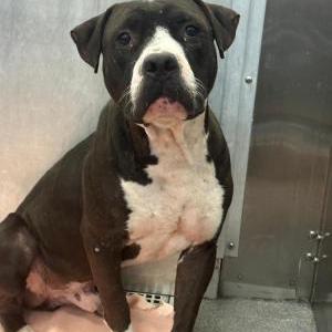 Lost Dog Simon