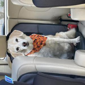 Lost Dog Sophie