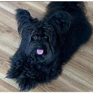 Lost Dog Benji/ Benjamin