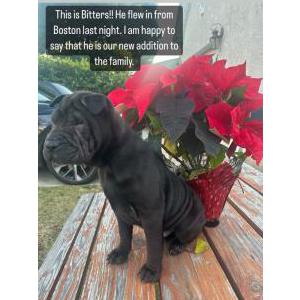 Lost Dog Butters