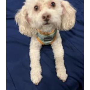 Lost Dog cheeto