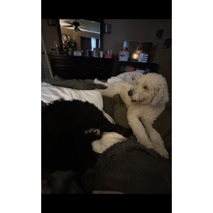 Lost Dog Ellie