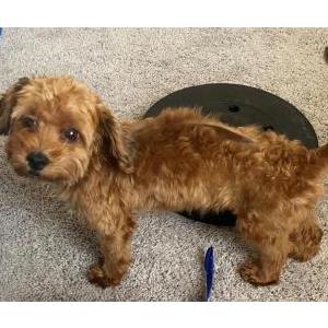 Lost Dog J