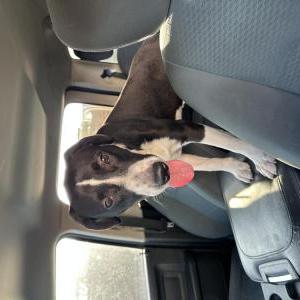 Found Dog Unknown