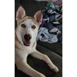 Lost Dog Lucy