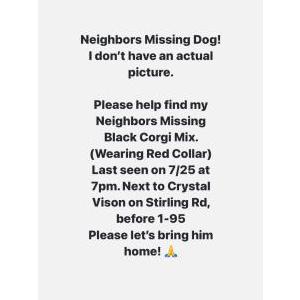 Lost Dog MACK