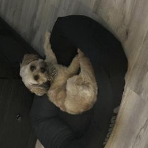 2nd Image of Rocky, Lost Dog