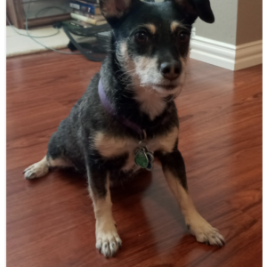 Lost Dog Juju