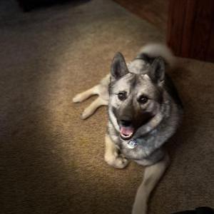 Lost Dog Taz