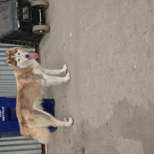 Found Dog Unknown
