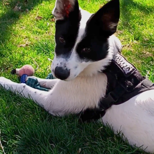 Lost Dog Patrick