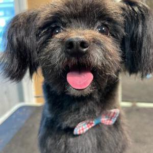 Image of Chase Turner, Lost Dog