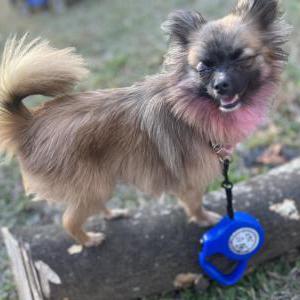 Image of Sweet Pea, Lost Dog