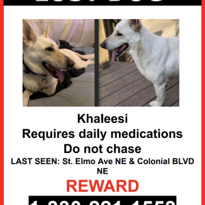 Lost Dog Khaleesi