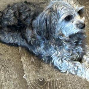 Lost Dog Mini