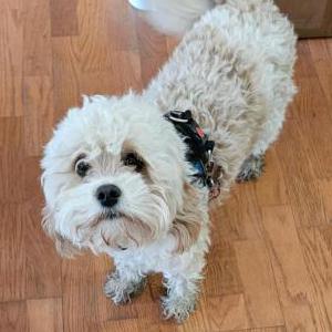 Lost Dog Ruby