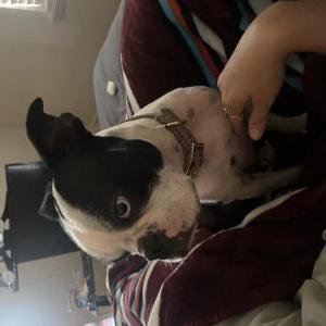 Image of Unknown, Found Dog